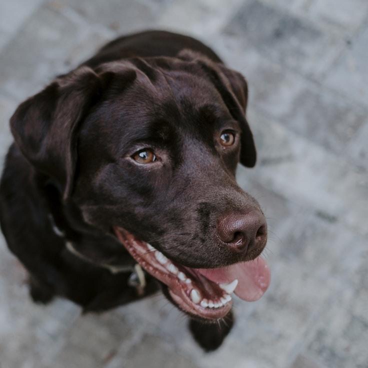Portrait of Raj Kapoor meditation instructor